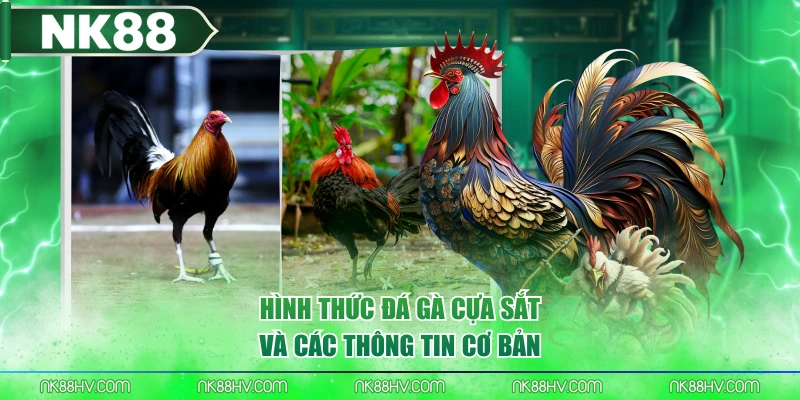 Hình thức đá gà cựa sắt và các thông tin cơ bản