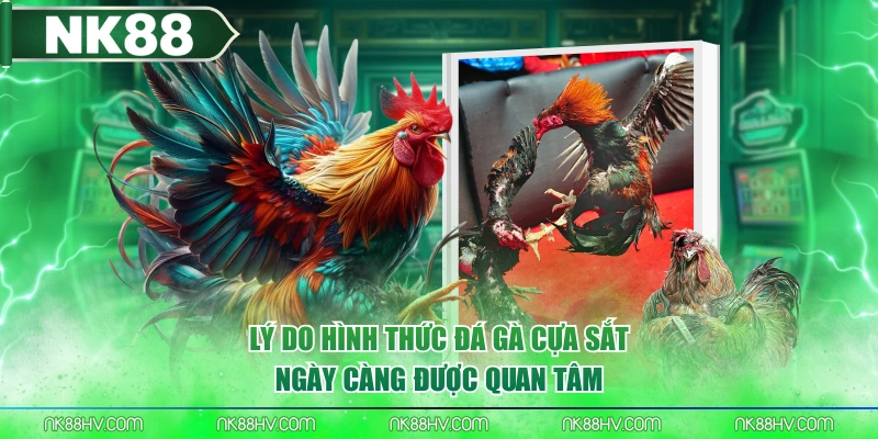 Lý do hình thức đá gà cựa sắt ngày càng được quan tâm