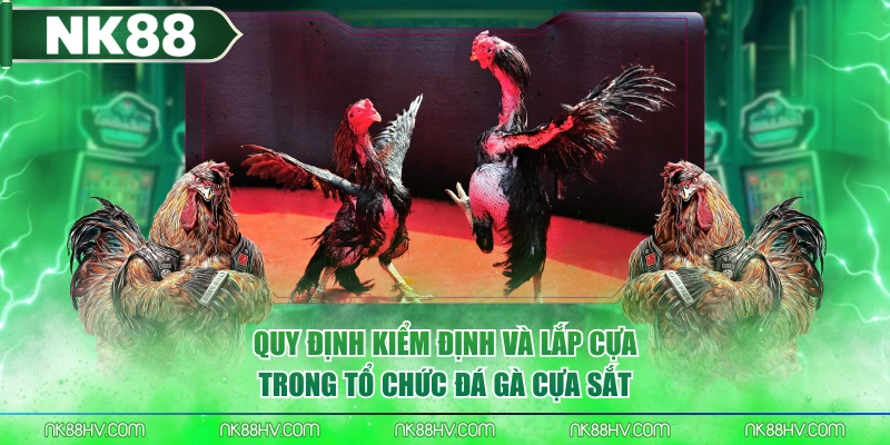 Quy định kiểm định và lắp cựa trong tổ chức đá gà cựa sắt