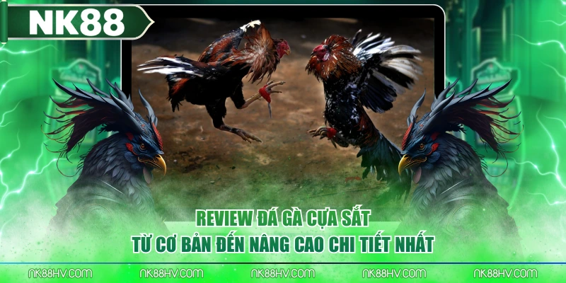Review Đá Gà Cựa Sắt Từ Cơ Bản Đến Nâng Cao Chi Tiết Nhất