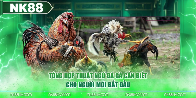 Tổng Hợp Thuật Ngữ Đá Gà Cần Biết Cho Người Mới Bắt Đầu